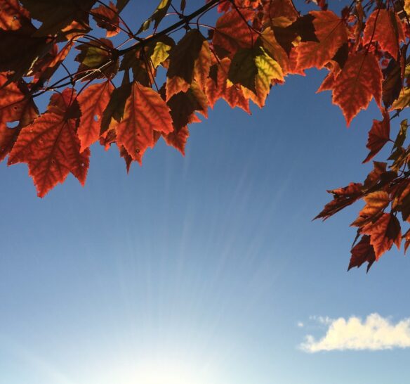 Sunshine In Autumn