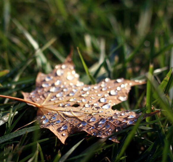 Autumn In My Heart