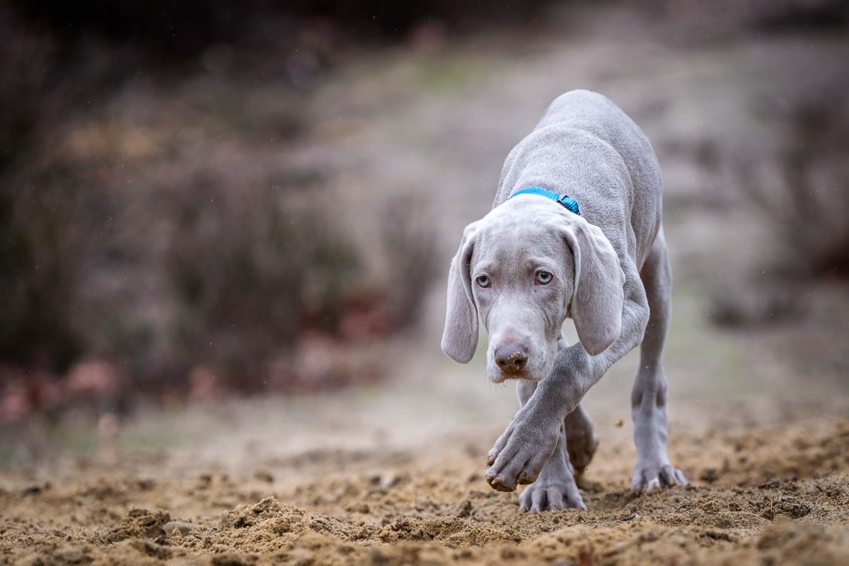 Hondenfotografie_Unleashed Dog's