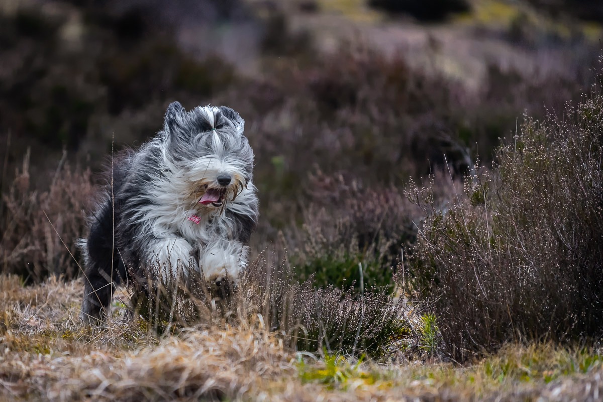 Hondenfotografie_Unleashed Dog's