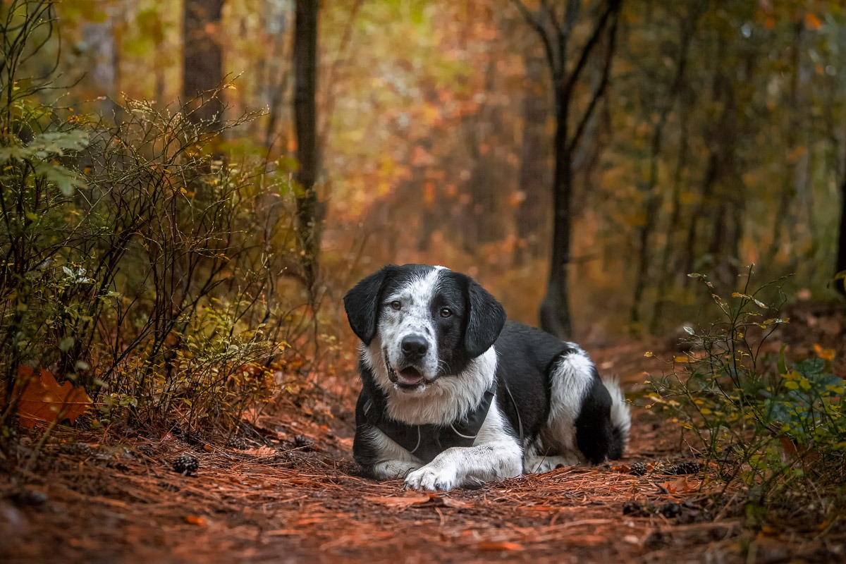 Portret herfst