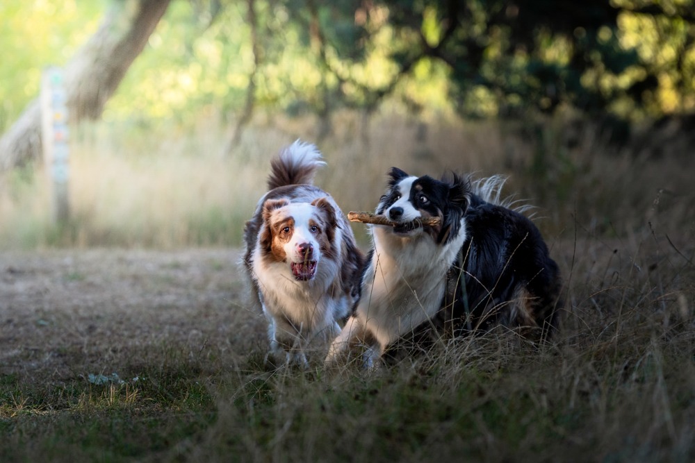 Otis & Olga