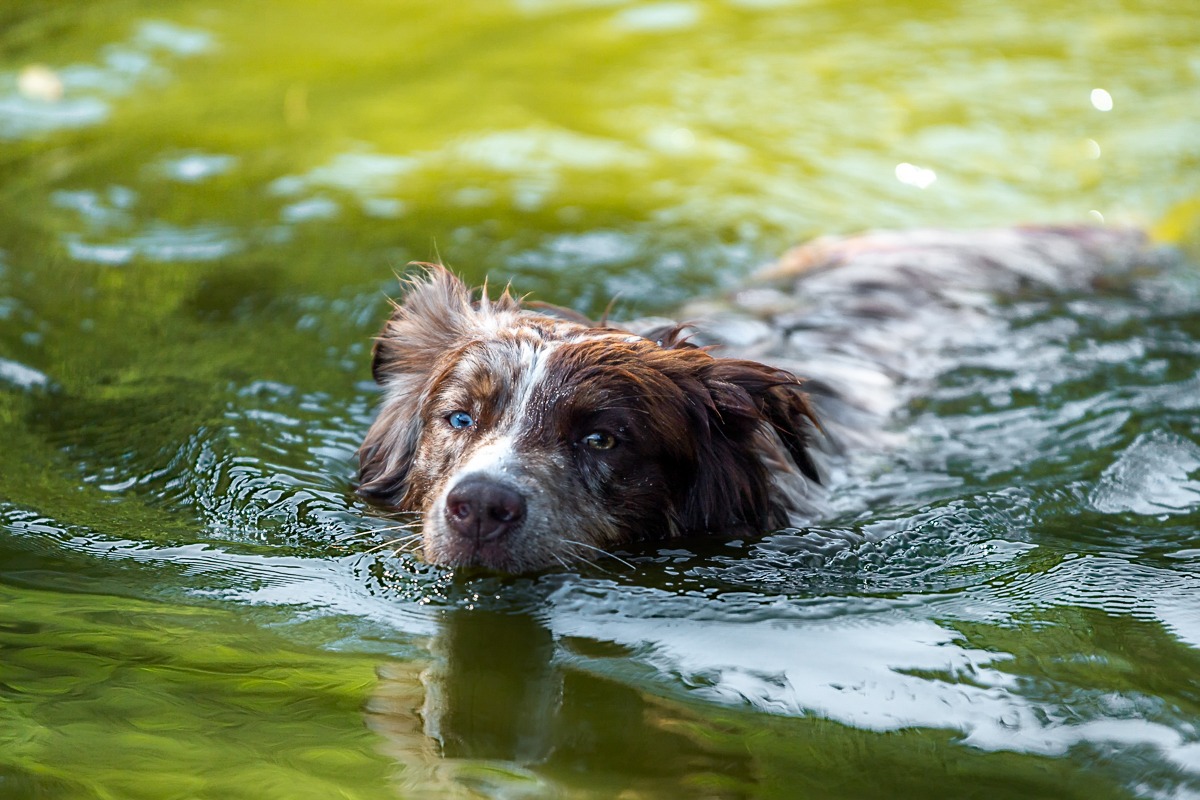Swimming